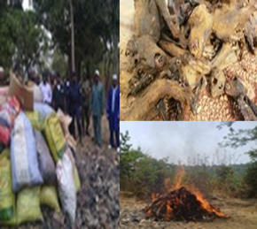 Images de l'incin&eacute;ration