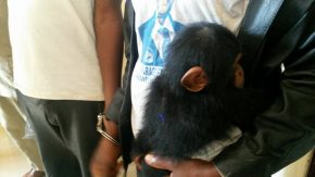 photochimpanz&eacute;bok&eacute;