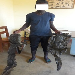 Article : Dalaba: un homme condamn&eacute; pour abattage de crocodile et commercialisation de troph&eacute;es d&rsquo;animaux prot&eacute;g&eacute;s.
